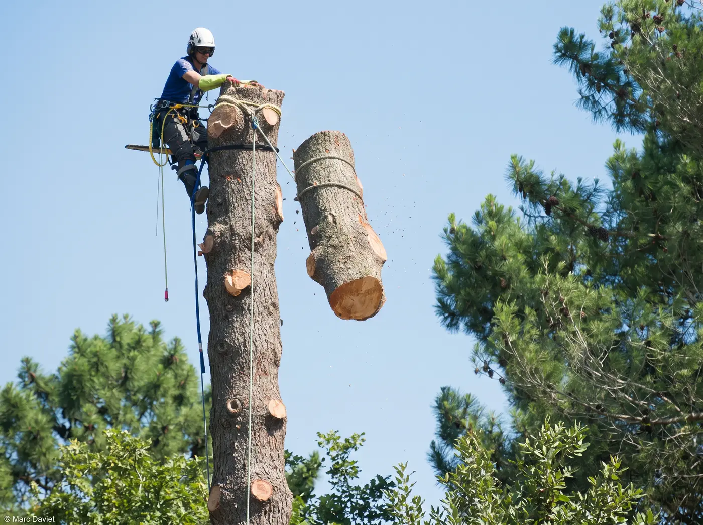 Élagueurs chargeant le bois d'un arbre abattu dans un camion benne
