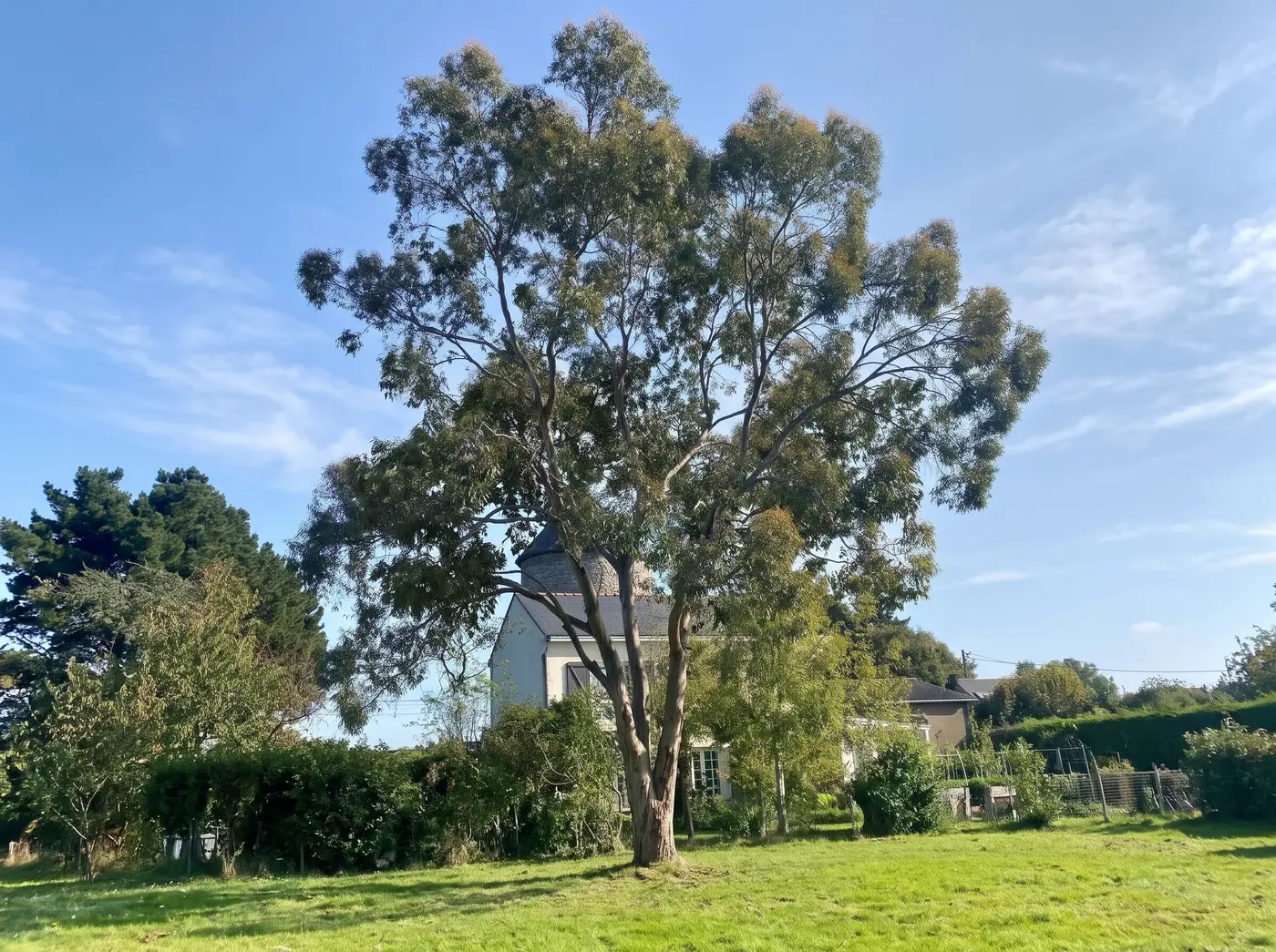 Grand arbre touffu avant la taille